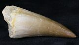 Very Nice Mosasaur (Prognathodon) Tooth #20939-2